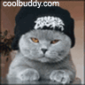 gatto,rap,boss
