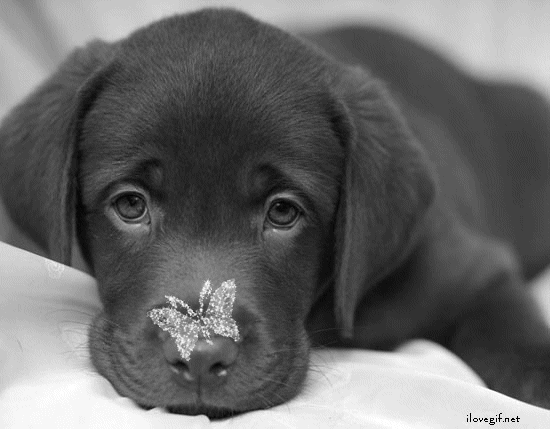mon, cane, triste, farfalla, glitter