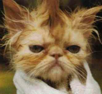 gatto cesso