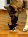 pil,cane,lecca,gatto