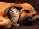 cane,gatto,orecchia