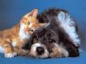 cane,gatto,amici