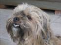 cane,peloso,sorriso