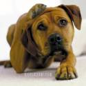 cuccilo, cane, zampa, tenero