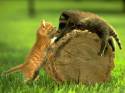 gattino, gioco