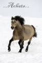 cavallo, corsa