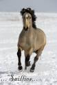cavallo