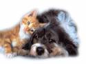 gatto,cane