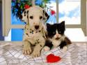 cane,dalmata,gatto, cuore