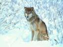 husky, lupo, neve, foresta, montagna