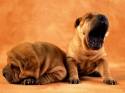cani,sharpei,cuccioli