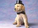 cane,frak