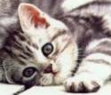 chicca,gattina