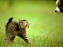 cane,gatto,fusa, rabbia