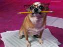 NZONZO, cane, compiti, studiare,