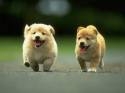 cuccioli, amici, corsa
