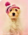 hi bella, cucciolo, cappello