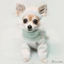 chloe, cagnolina, cucciolo