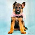 thomas, cane, pastore tedesco