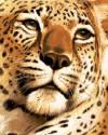 leopardo