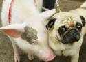 amici, cane, carlino, maialino, maiale