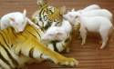 tigre,maialini
