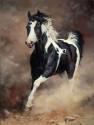 cavallo, correre