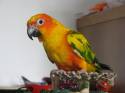 pappagallo,uccello,
