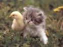 pulcino,gattino, cuccioli
