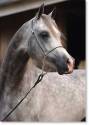 cavallino