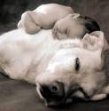 cane, labrador, coccole, dormire