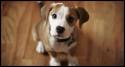cane, cucciolo, giocare