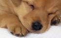 cagnolino, labrador, dormire
