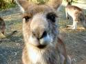 kangaroo, canguro