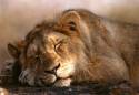 leone, dormire, 