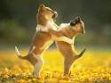 cuccioli, giocare, cagnolini