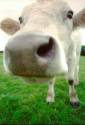 mucca, muso, curiosa