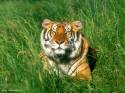 tigre