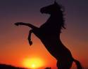 cavallo,tramonto