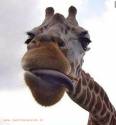 giraffa, lingua